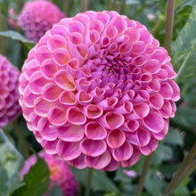 Load image into Gallery viewer, Caitlin's Joy Dahlia Tuber - CTLJ