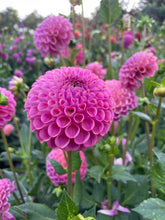 Load image into Gallery viewer, Caitlin's Joy Dahlia Tuber - CTLJ