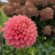 Load image into Gallery viewer, Peach Buzz Dahlia Tuber - PBZ