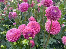 Load image into Gallery viewer, Caitlin's Joy Dahlia Tuber - CTLJ