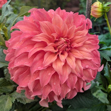 Load image into Gallery viewer, Wyn's Moonlight Sonata Dahlia Tuber - WNMS (LIMIT 1)