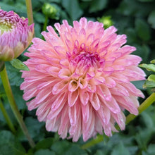 Load image into Gallery viewer, Lyn's Opal Dahlia Tuber - LNOPL