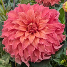 Load image into Gallery viewer, Wyn's Moonlight Sonata Dahlia Tuber - WNMS (LIMIT 1)