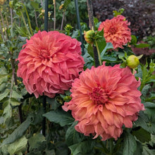 Load image into Gallery viewer, Wyn's Moonlight Sonata Dahlia Tuber - WNMS (LIMIT 1)