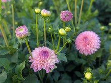 Load image into Gallery viewer, Lyn's Opal Dahlia Tuber - LNOPL