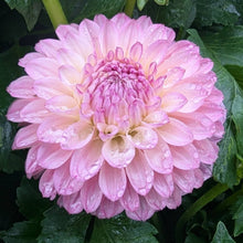 Load image into Gallery viewer, Lyn's Opal Dahlia Tuber - LNOPL