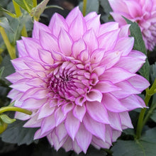 Load image into Gallery viewer, Clearview Debby Dahlia Tuber - CLVD