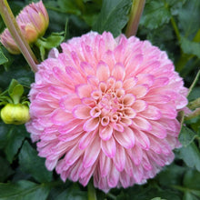 Load image into Gallery viewer, Lyn's Opal Dahlia Tuber - LNOPL