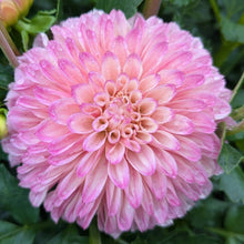 Load image into Gallery viewer, Lyn's Opal Dahlia Tuber - LNOPL
