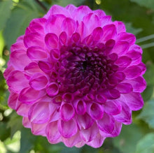 Load image into Gallery viewer, Hillcrest Johnathan Dahlia Tuber - HCJN