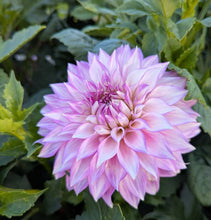 Load image into Gallery viewer, Clearview Debby Dahlia Tuber - CLVD