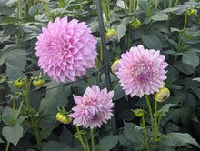 Load image into Gallery viewer, Clearview Debby Dahlia Tuber - CLVD