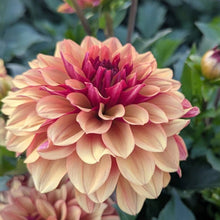 Load image into Gallery viewer, Creme De Cognac Dahlia Tuber - CDCG