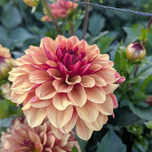Load image into Gallery viewer, Creme De Cognac Dahlia Tuber - CDCG