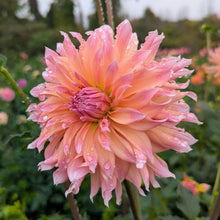 Load image into Gallery viewer, Ash Candy Dahlia Tuber - ASHC (LMIT 1)