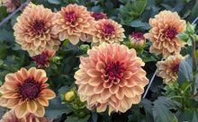 Load image into Gallery viewer, Creme De Cognac Dahlia Tuber - CDCG