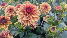 Load image into Gallery viewer, Creme De Cognac Dahlia Tuber - CDCG