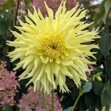 Load image into Gallery viewer, Van Isle Citronella Dahlia Tuber - VICTR