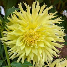 Load image into Gallery viewer, Van Isle Citronella Dahlia Tuber - VICTR