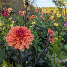 Load image into Gallery viewer, Orange Pekoe Dahlia Tuber - OPK