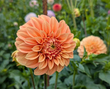 Load image into Gallery viewer, Bracken Palomino Dahlia Tuber - BRKP