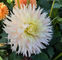Load image into Gallery viewer, Hapet Champagne Dahlia Tuber - HPCH