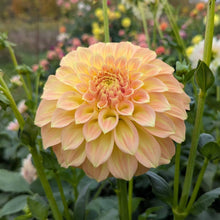 Load image into Gallery viewer, Bracken Sarah Dahlia Tuber - BRKSR