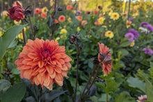 Load image into Gallery viewer, Orange Pekoe Dahlia Tuber - OPK