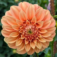 Load image into Gallery viewer, Bracken Palomino Dahlia Tuber - BRKP