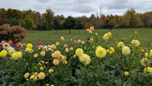 Load image into Gallery viewer, Van Isle Mary Dahlia Tuber - VIMRY