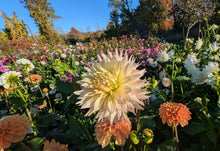 Load image into Gallery viewer, Hapet Champagne Dahlia Tuber - HPCH