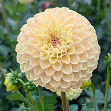 Load image into Gallery viewer, Van Isle Mary Dahlia Tuber - VIMRY