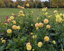 Load image into Gallery viewer, Van Isle Mary Dahlia Tuber - VIMRY