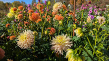 Load image into Gallery viewer, Hapet Champagne Dahlia Tuber - HPCH