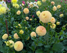 Load image into Gallery viewer, Van Isle Mary Dahlia Tuber - VIMRY