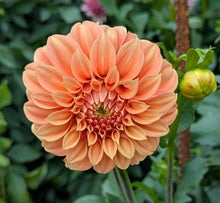 Load image into Gallery viewer, Bracken Palomino Dahlia Tuber - BRKP