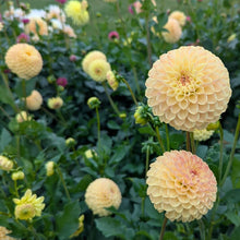 Load image into Gallery viewer, Van Isle Mary Dahlia Tuber - VIMRY