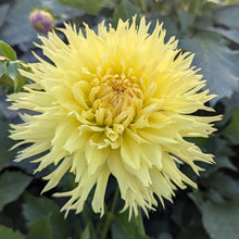 Load image into Gallery viewer, Van Isle Citronella Dahlia Tuber - VICTR