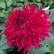 Load image into Gallery viewer, Van Isle Blood Dahlia Tuber - VIBLO