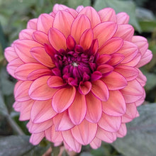 Load image into Gallery viewer, Molly Raven Dahlia Tuber - MLRV