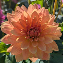 Load image into Gallery viewer, WD Millie Dahlia Tuber - WDML (5 PACK)
