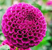 Load image into Gallery viewer, Rocco Dahlia Tuber - RCC