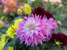 Load image into Gallery viewer, Sir Alf Ramsay Dahlia Tuber