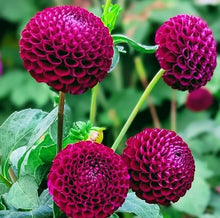 Load image into Gallery viewer, Rocco Dahlia Tuber - RCC