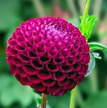 Load image into Gallery viewer, Rocco Dahlia Tuber - RCC