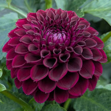 Load image into Gallery viewer, Ferncliff Ebony Dahlia Tuber - FCEB