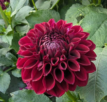 Load image into Gallery viewer, Ferncliff Ebony Dahlia Tuber - FCEB