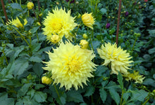 Load image into Gallery viewer, Big Guy Slice Dahlia Tuber - BGSL