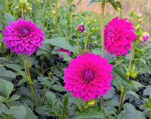 Load image into Gallery viewer, GG Kalinda Dahlia Tuber - GGK