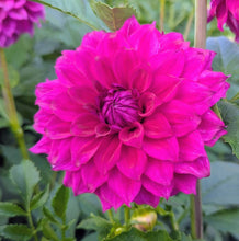 Load image into Gallery viewer, GG Kalinda Dahlia Tuber - GGK